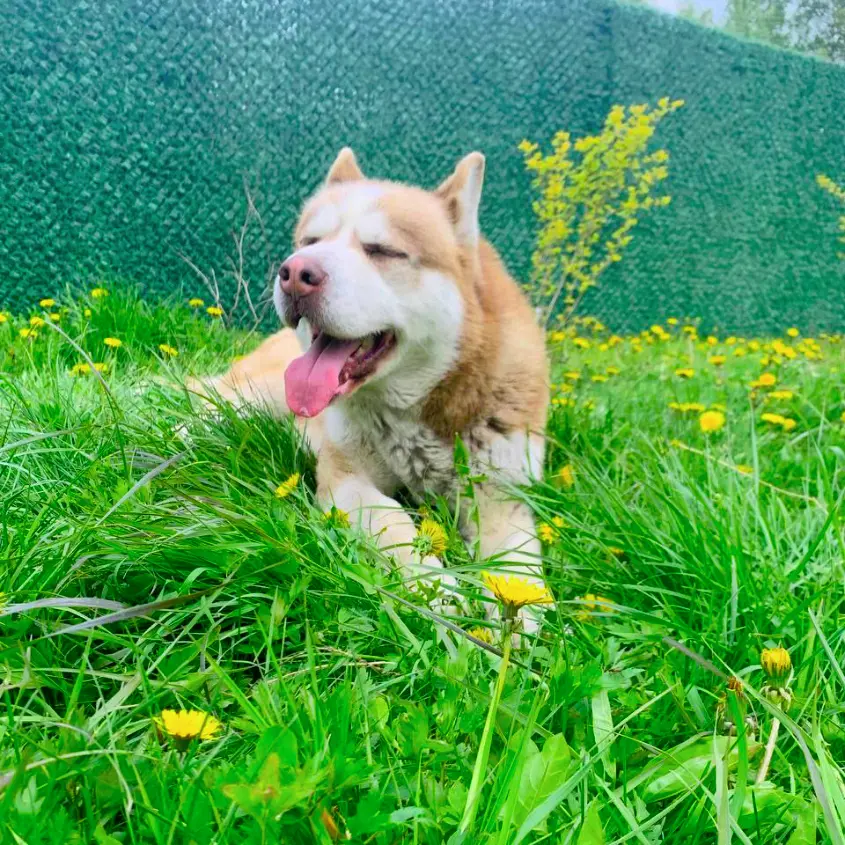 Фото 3 Забор Grass Fence между соседями СНТ, ЛПХ, ИЖС, ТСН